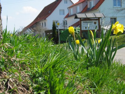 Narzissen im Frühling 2006