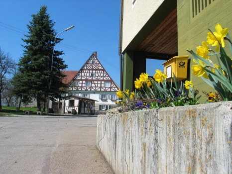Narzissen im Frühling 2006